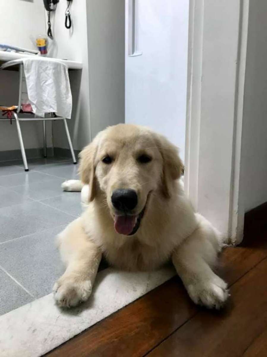 Cachorra é levada em assalto em São Gonçalo - Reprodução Facebook