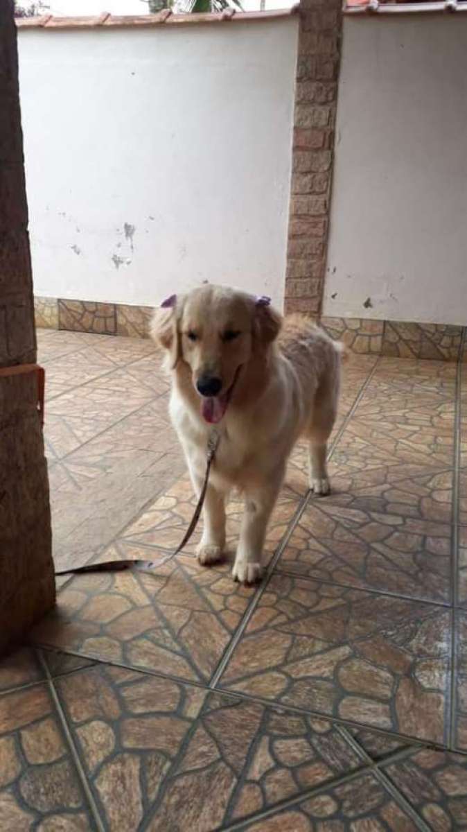 Cachorra é levada em assalto em São Gonçalo