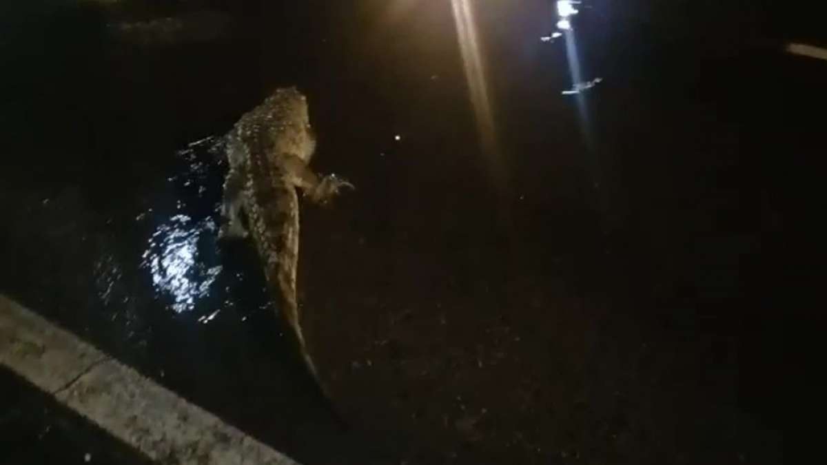 Jacaré é flagrado andando pelos bolsões de água da avenida Ayrton Senna - Reprodução TV Globo