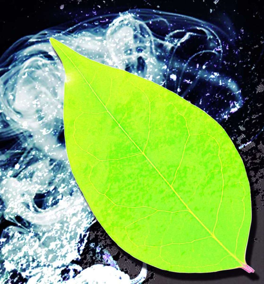 opiniao 4 dezembro 2018