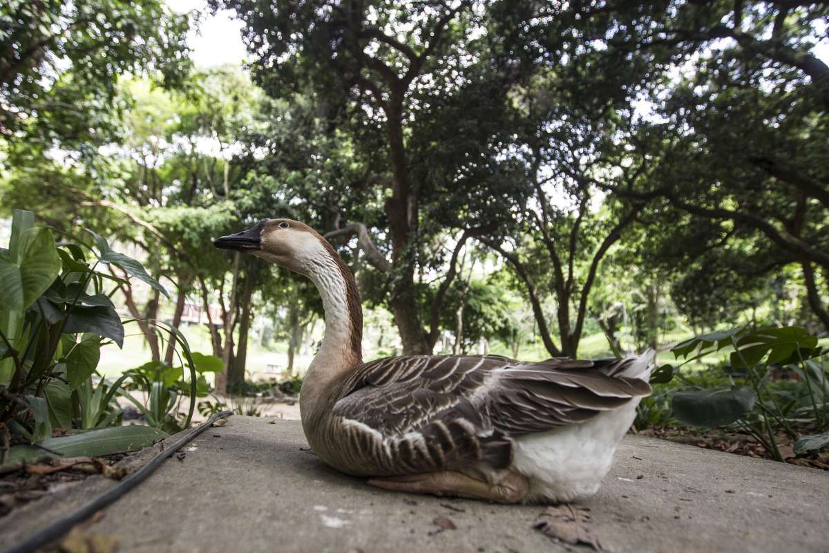 O ganso femea Patolina apos ser abandonada e adotada pela assossiacao abraca aves no parque Guinle em Laranjeiras. Rj, 05 de dezembro.