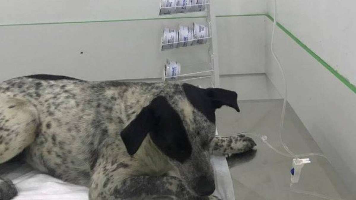 Cadela ficará internada por tempo indeterminado - Divulgação/PMSP