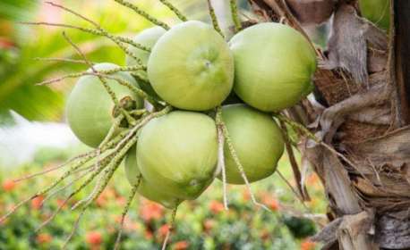 Alimentos afetados por tarifaço de Trump poderão ir para merenda escolar no Brasil