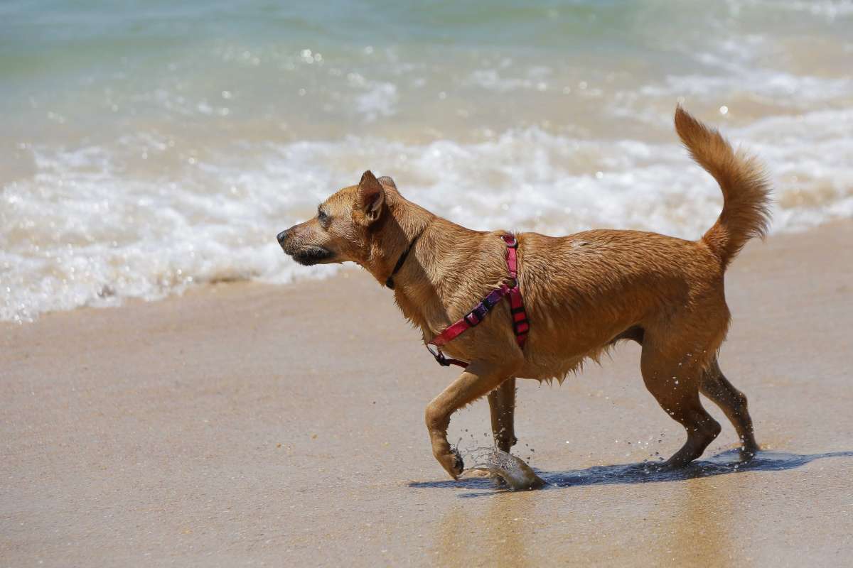 Dezenas de c&atilde;es s&atilde;o afetados por doen&ccedil;a misteriosa - Luciano Belford/Ag&ecirc;ncia O Dia