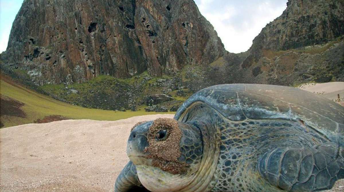 Com os dois arquipélagos guardados, a porção de águas marinhas protegidas no Brasil passa de 1,5% para 25%, tornando o país líder mundial em preservação do bioma marinho - Projeto Tamar