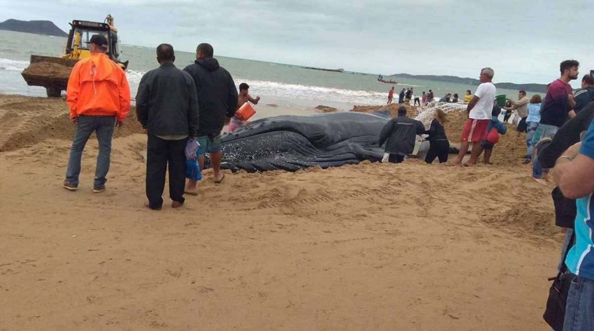 Resgate de baleia Jubarte, em agosto de 2017, pela CBMERJ de Cabo Frio, está concorrendo a prêmio internacional.