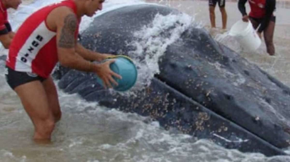 Resgate de baleia Jubarte, em agosto de 2017, pela CBMERJ de Cabo Frio, está concorrendo a prêmio internacional. - Reprodução/Facebook