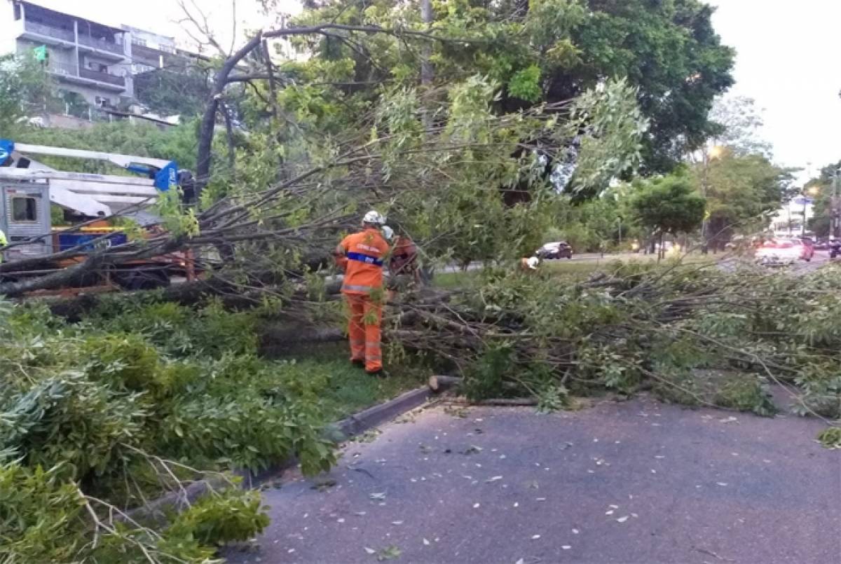 Árvore caiu e interditou Estrada de Jacarepaguá