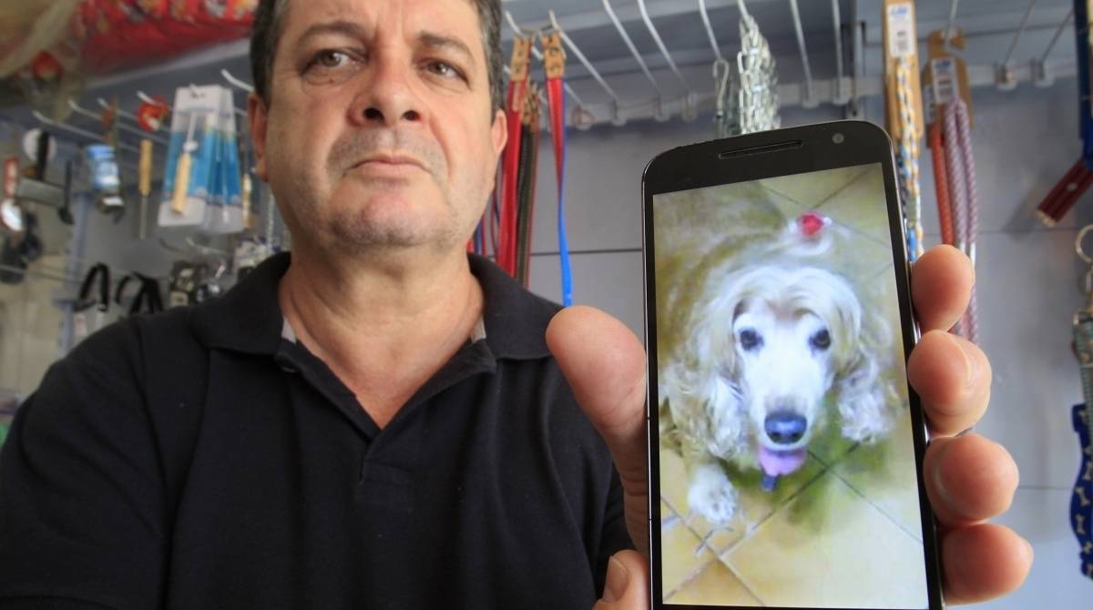 Cadelas são levadas por bandidos na Zona Oeste. Cindy, uma das três cadelinhas levadas por bandidos dentro de um veículo de uma pet shop em Padre Miguel, na Zona Oeste do Rio, aparece na foto do smartphone de César Escobar Neto, dono da cadela.                     