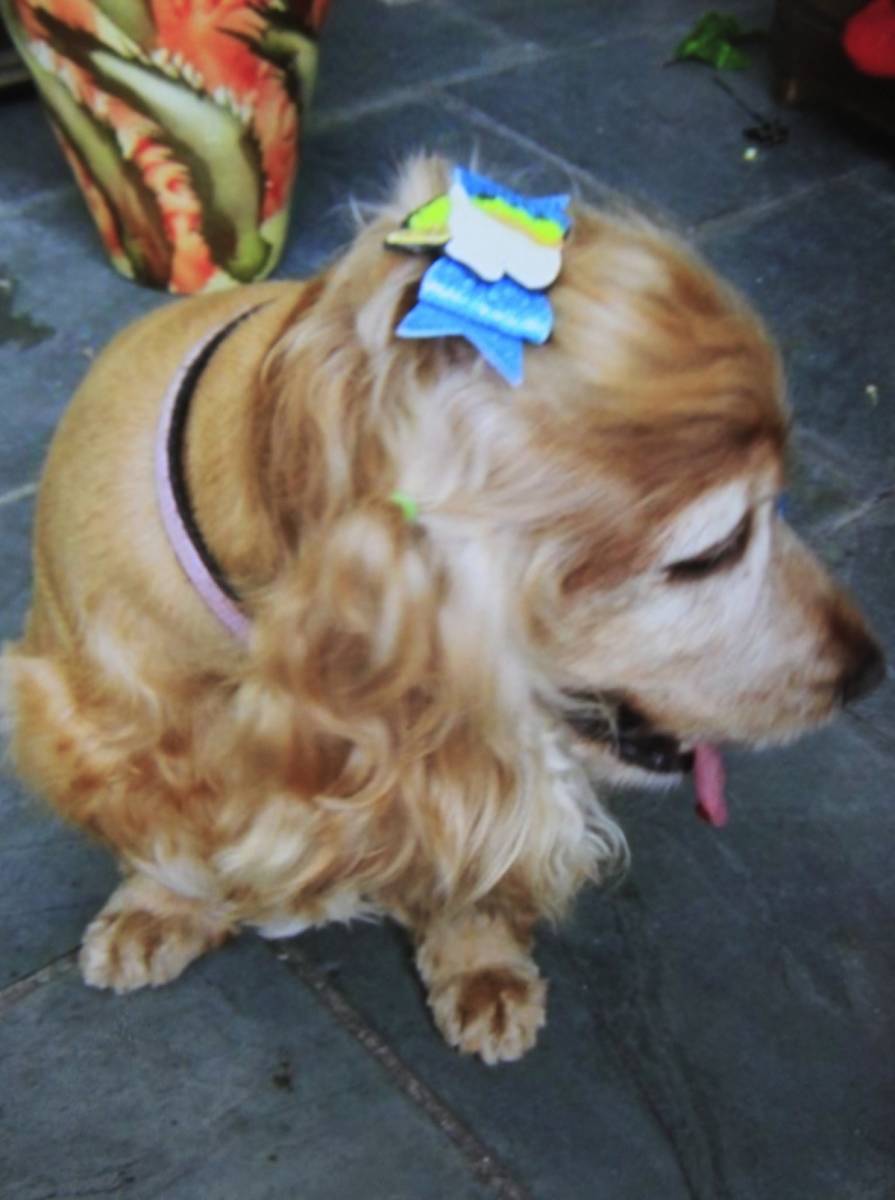  Cadelas s&atilde;o levadas por bandidos na Zona Oeste. Cindy,na foto, &eacute; uma das tr&ecirc;s cadelinhas levadas por bandidos dentro de um ve&iacute;culo de uma pet shop em Padre Miguel,   