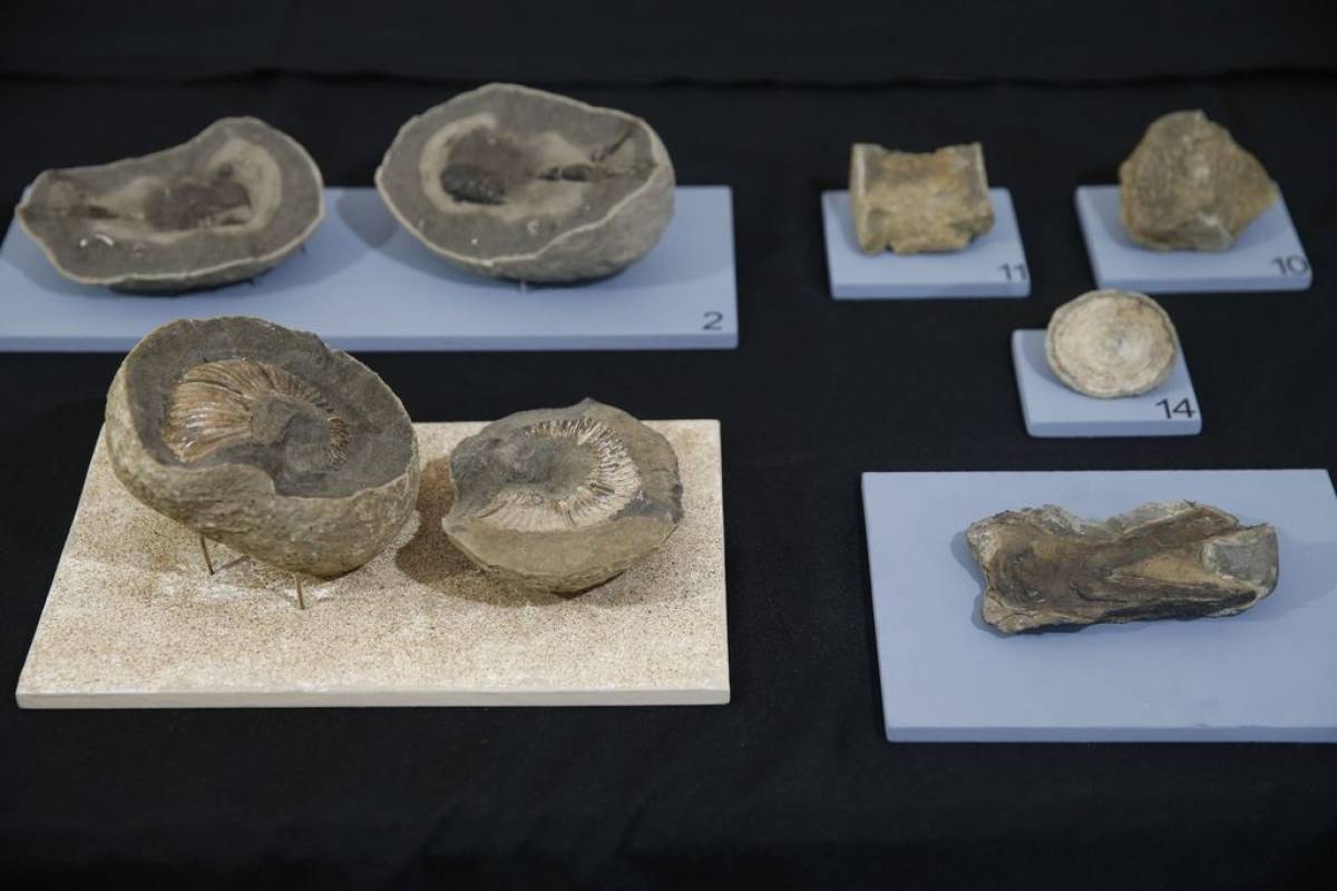 Fósseis encontrados em pesquisas na Antártica na exposição 'Quando Nem Tudo era Gelo'