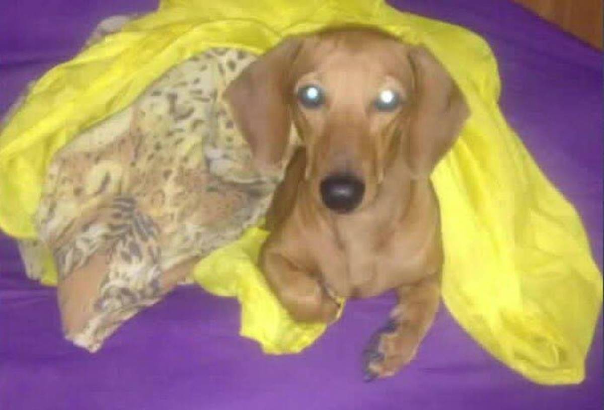 Cachorro morre após ser ferido por bandidos durante assalto em Nova Iguaçu - reprodução Facebook