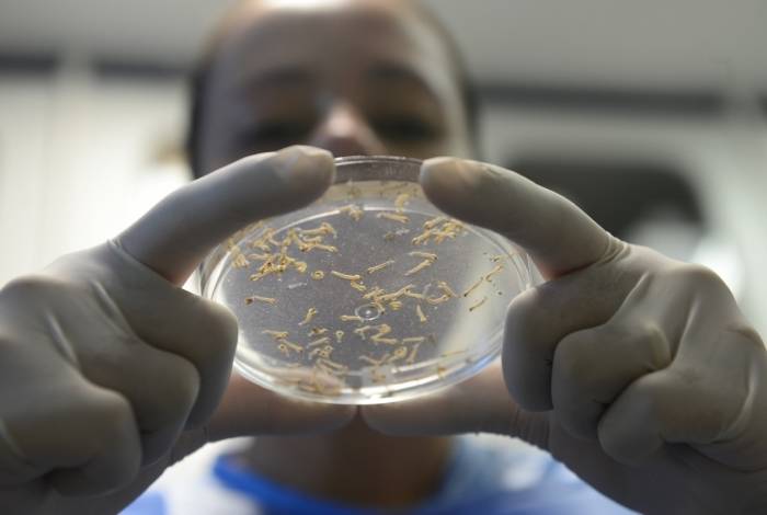 Laboratório da Fiocruz: destaque em vários estudos sobre o Aedes