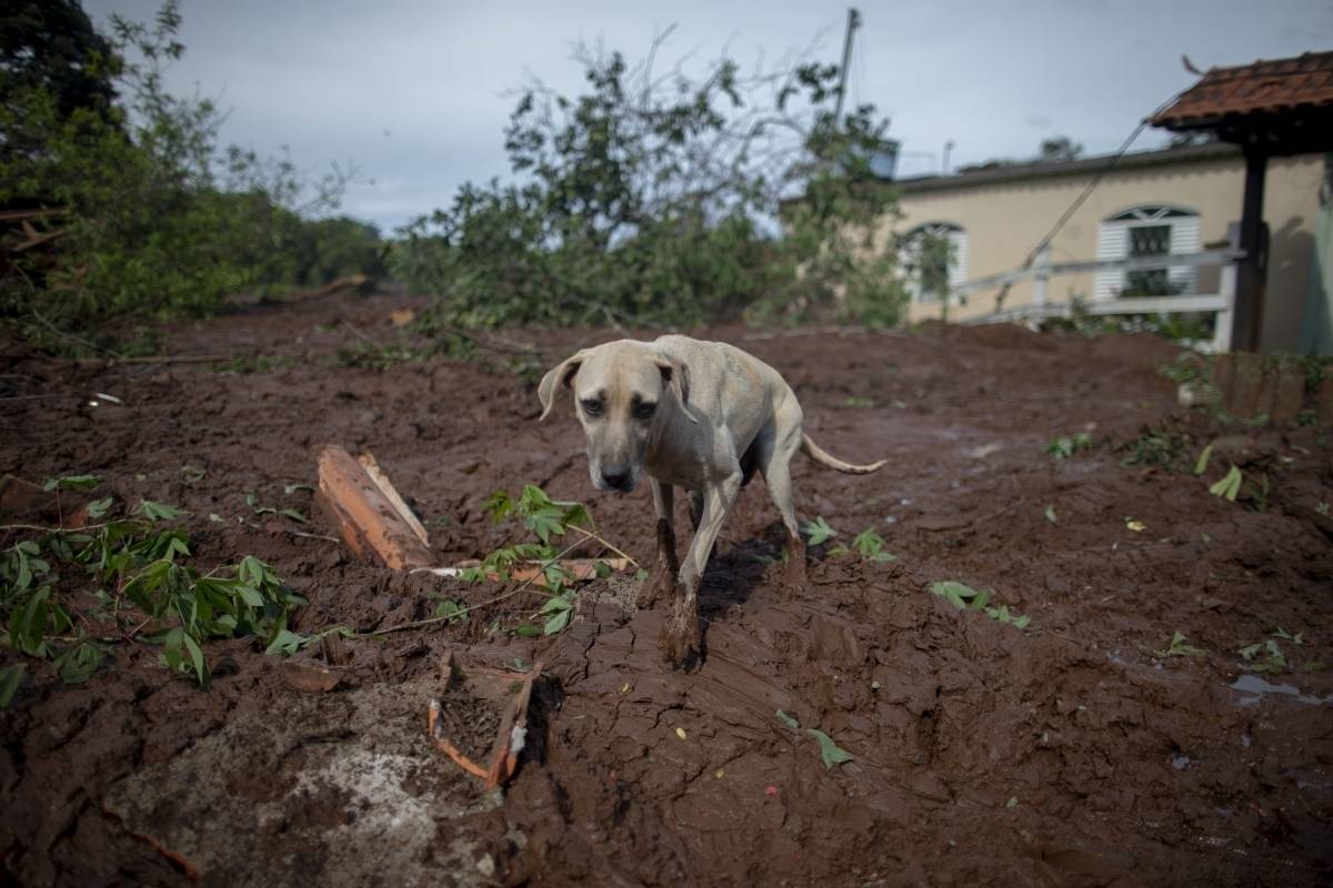 Até o momento, tragédia em Brumadinho deixou 11 mortos e 296 desaparecidos