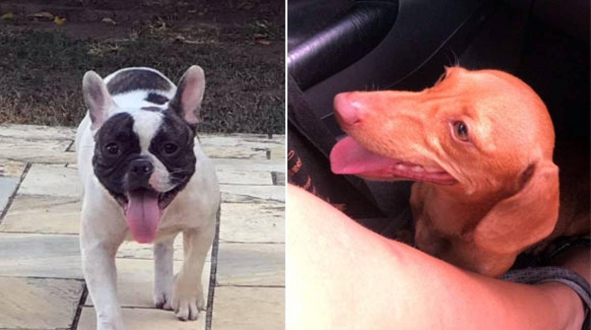 A buldogue francesa Pandora e a basset Mel estão desaparecidas - FOTOS Arquivo Pessoal