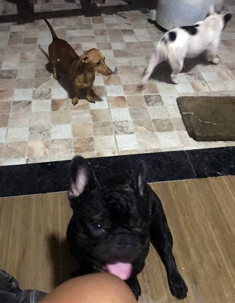 A família do empresário tem mais um boldogue, o Logan