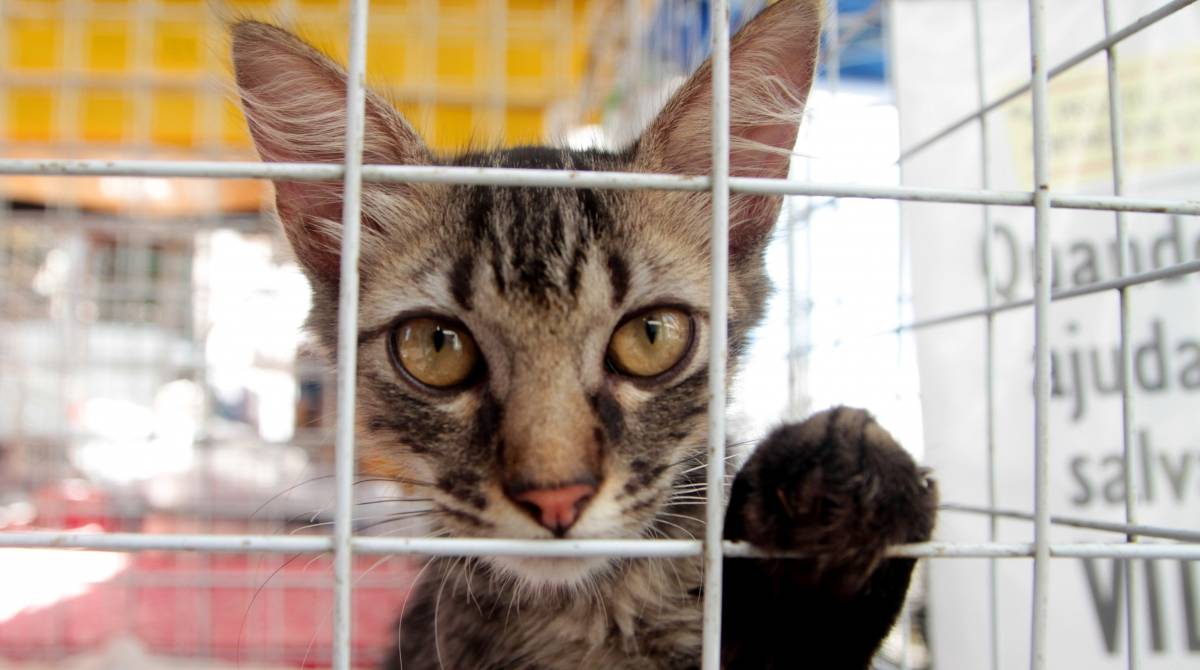 Rio de Janeiro 30/01/2019 - Projeto Amor aos animais das comunidades. Barraca de doacao de animais montada na calcada da rua Marques de Abrantes em frente ao numero 142.Foto: Fernanda Dias / Agencia O Dia.