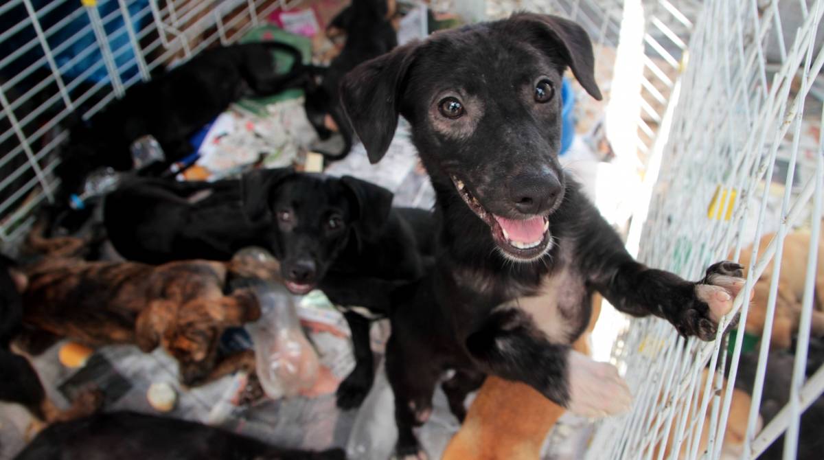 Pelo menos 60 c&atilde;es e gatos da ONG Amor aos Animais das Comunidades est&atilde;o na rua - Fernanda Dias/Agencia O Dia