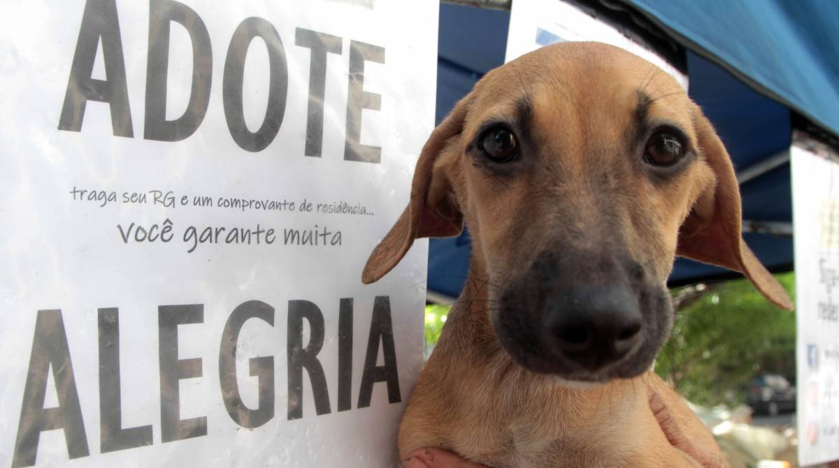 Rio de Janeiro 30/01/2019 - Projeto Amor aos animais das comunidades. Barraca de doacao de animais montada na calcada da rua Marques de Abrantes em frente ao numero 142.Foto: Fernanda Dias / Agencia O Dia.
