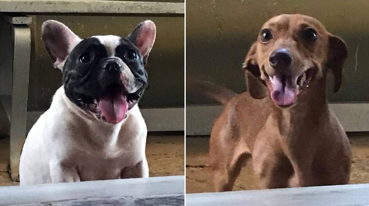 A buldogue francês Pandora e a basset Mel felizes em casa