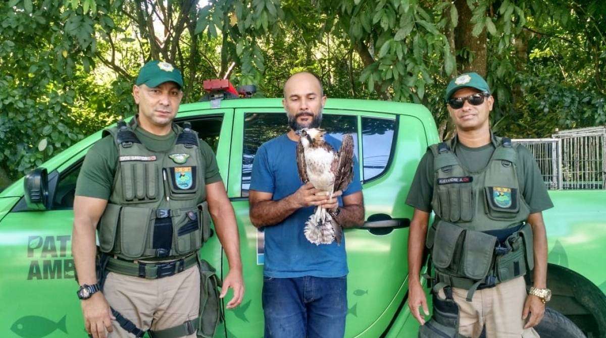 Àguia-pescadora ferida na asa por linha de pipa é resgatada 