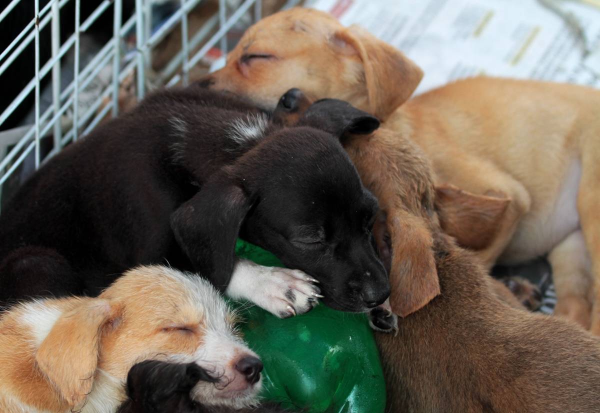 Rio de Janeiro 30/01/2019 - Projeto Amor aos animais das comunidades. Barraca de doacao de animais montada na calcada da rua Marques de Abrantes em frente ao numero 142.Foto: Fernanda Dias / Agencia O Dia.