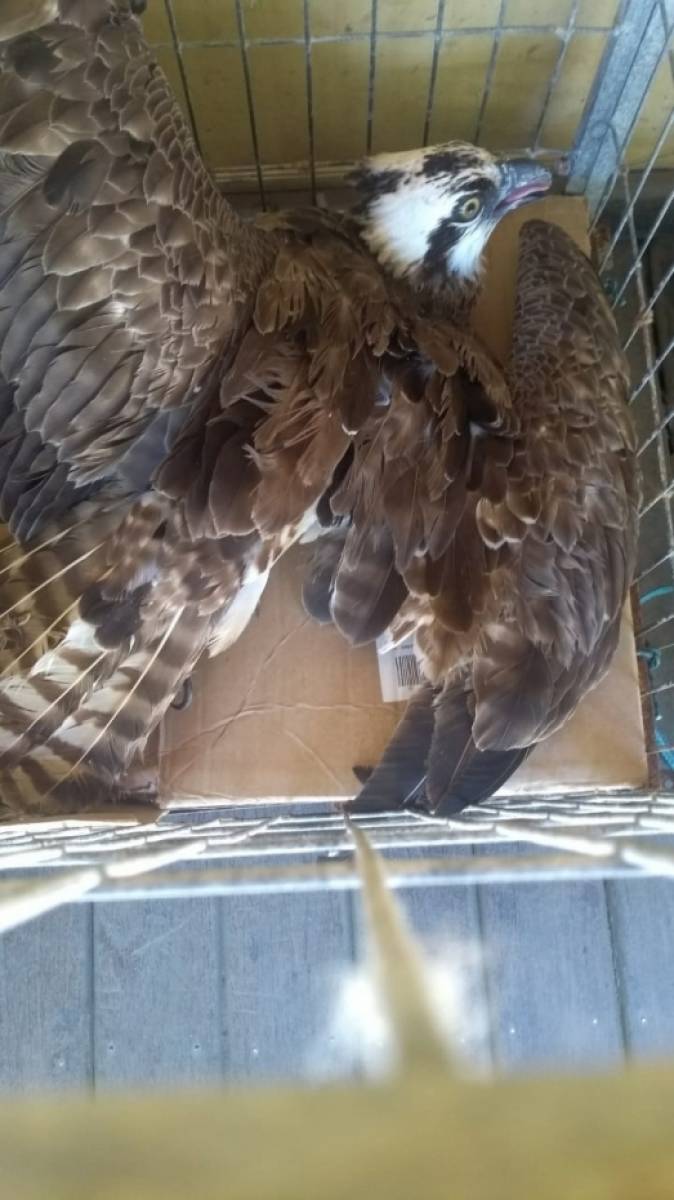 Àguia-pescadora ferida na asa por linha de pipa é resgatada  - Divulgação 