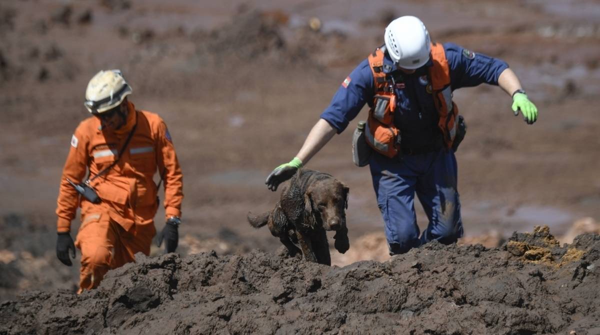 Chewbacca, um c&atilde;o de resgate de Santa Catarina ajuda resgatistas na busca por v&iacute;timas do desastre da Vale, em Brumadinho