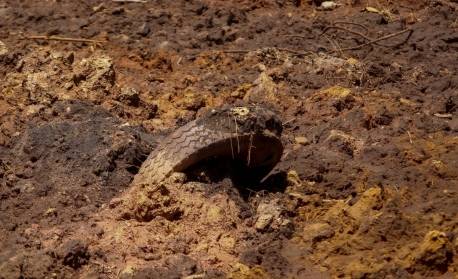 Aplicativo que alerta população cadastra 536 barragens no Brasil