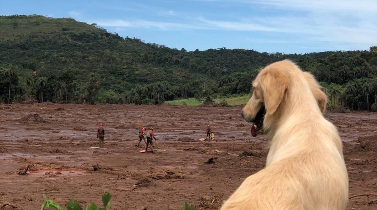 O evento contar&aacute; com mais de 70 c&atilde;es e 25 gatos, adultos e filhotes, que est&atilde;o vacinados, castrados e vermifugados - Reprodu&ccedil;&atilde;o Facebook