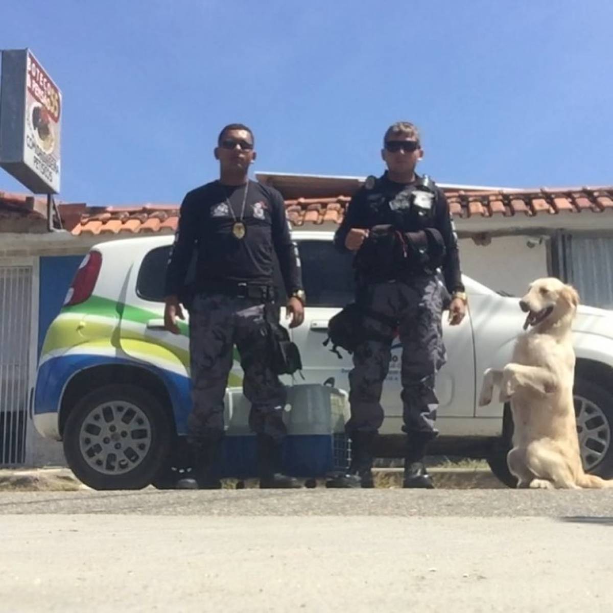 Cadela que encontrou corpo de turista morta no RJ atua em Brumadinho