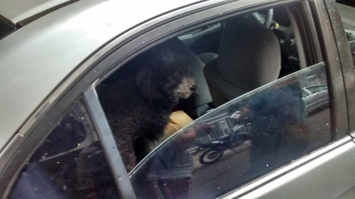 Guardas encontram cachorro trancado em carro estacionado em Copacabana - Divulgação 