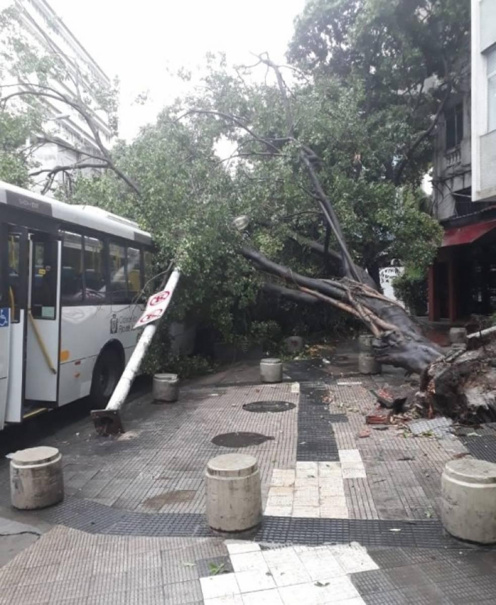 Queda de árvore na Rua Voluntários da Pátria, em Botafogo