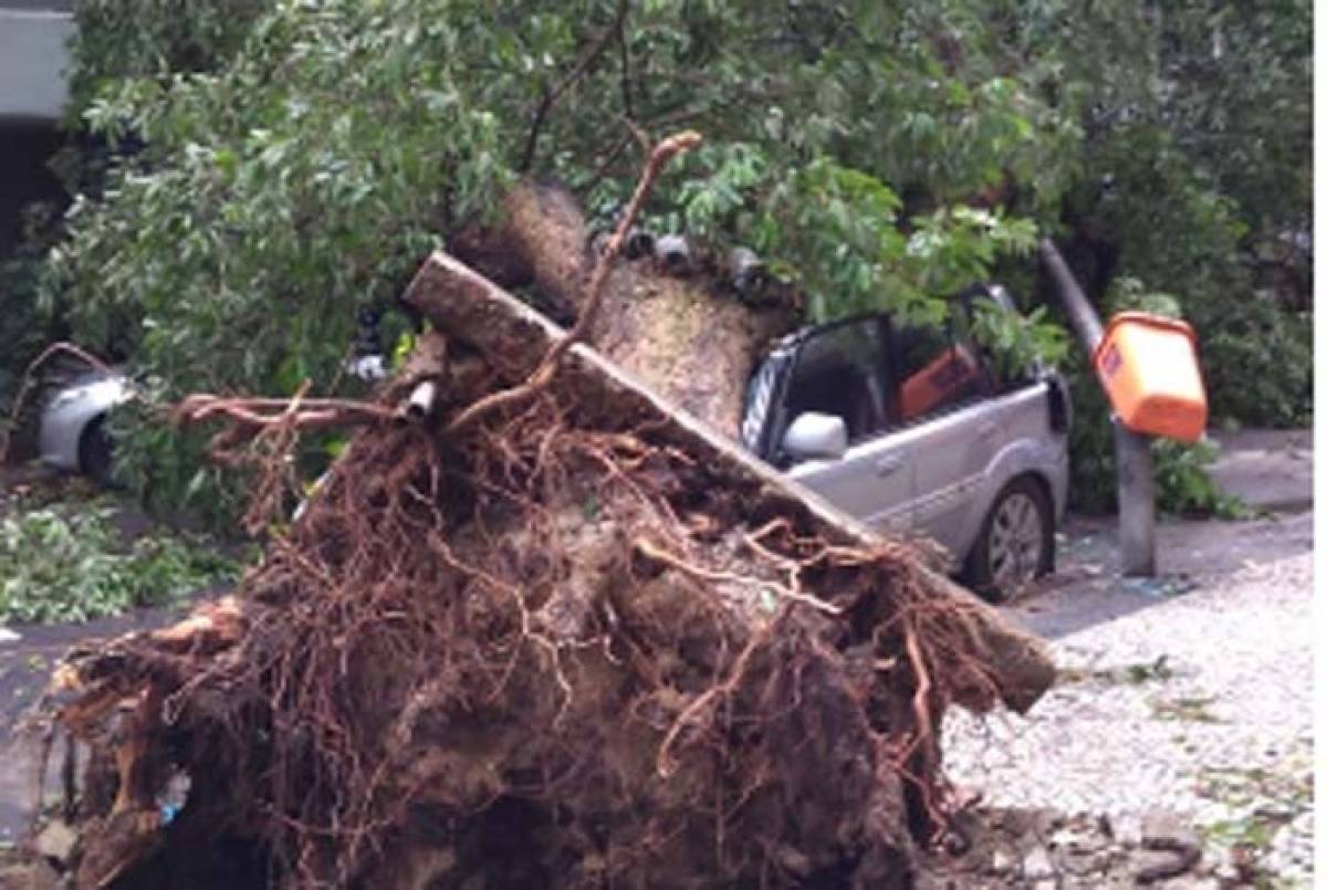 Árvore caiu na Rua Souza Lima, em Copacabana