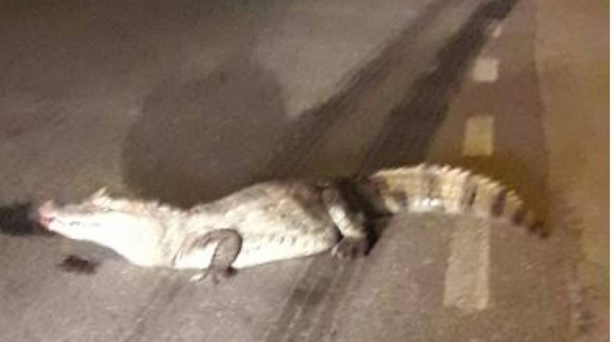 Jacaré foi flagrado "passeando" na Avenida das Américas, no Recreio