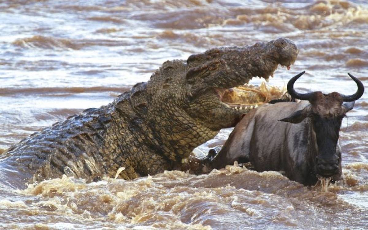 Crocodilo Gustave é tão temido pelo povo do Burundi que a mitologia local o aponta como um 'demônio'