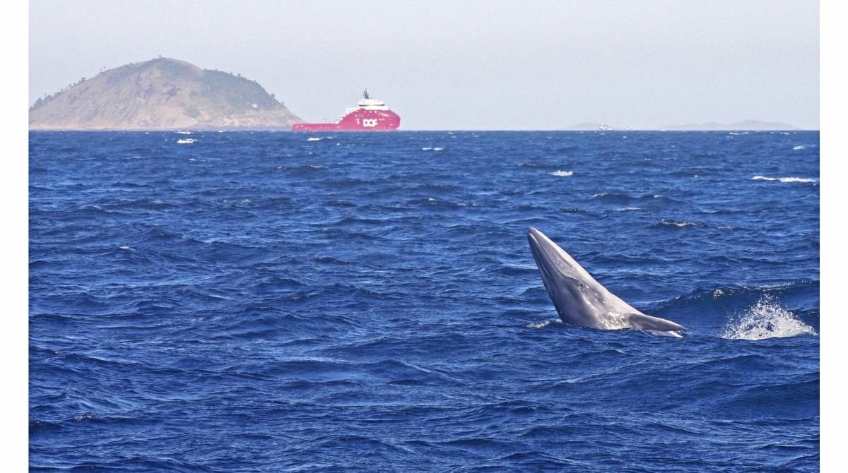 Baleia Bryde II Cetaceos