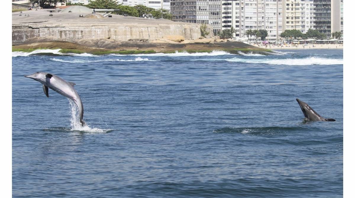 Golfinho Dentes Rugosos