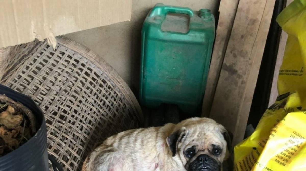 Na resid&ecirc;ncia do homem foram encontrados 44 c&atilde;es de diversas ra&ccedil;as com les&otilde;es de pele, &uacute;lceras de c&oacute;rnea e com pulgas - Divulga&ccedil;&atilde;o/ Pol&iacute;cia Civil