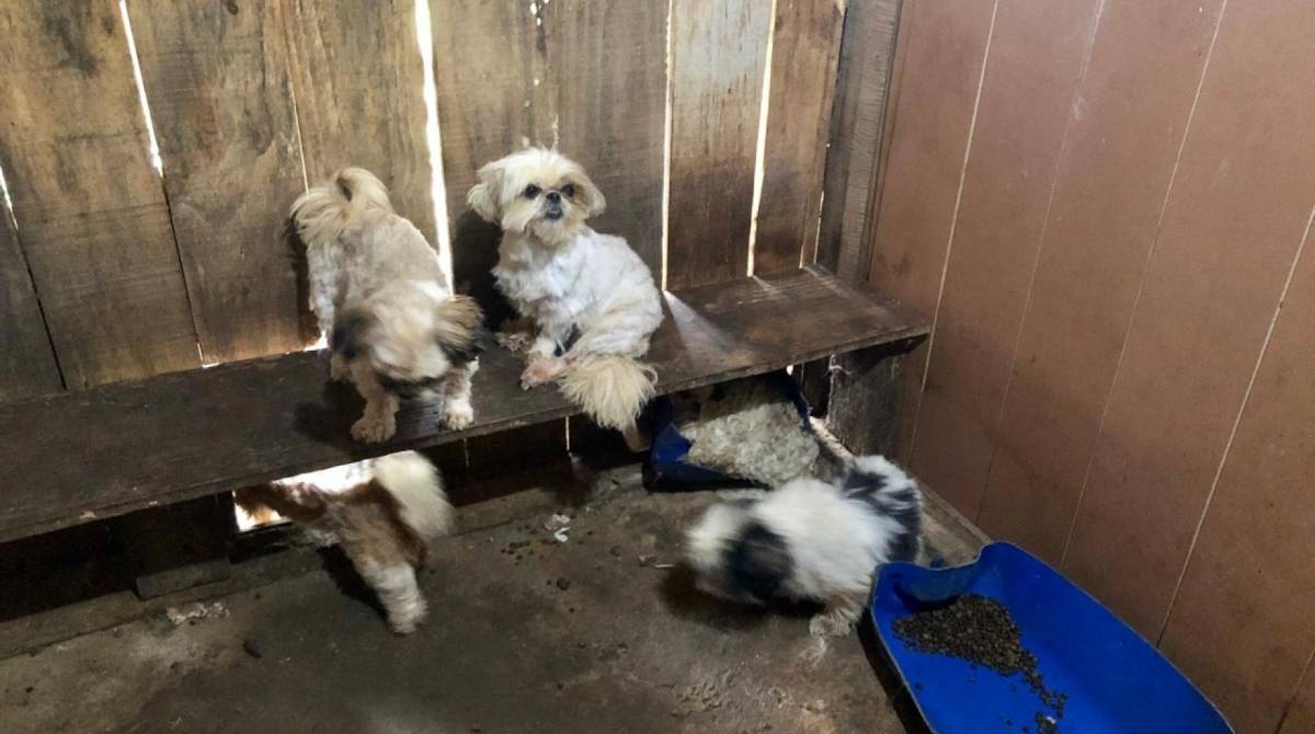 Na residência do homem foram encontrados 44 cães de diversas raças com lesões de pele, úlceras de córnea e com pulgas