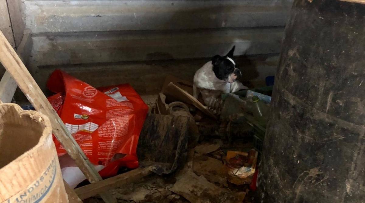 Animais estavam dentro de um espaço em péssimas condições de higiene, sujo, sem luz e sem sol