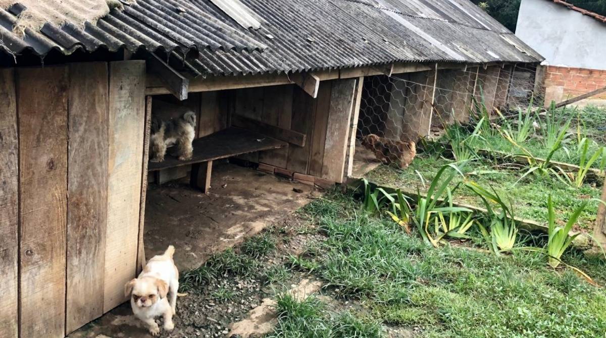 Na residência do homem foram encontrados 44 cães de diversas raças com lesões de pele, úlceras de córnea e com pulgas