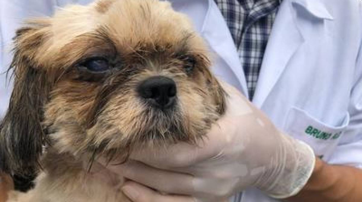 Na residência do homem foram encontrados 44 cães de diversas raças com lesões de pele, úlceras de córnea e com pulgas