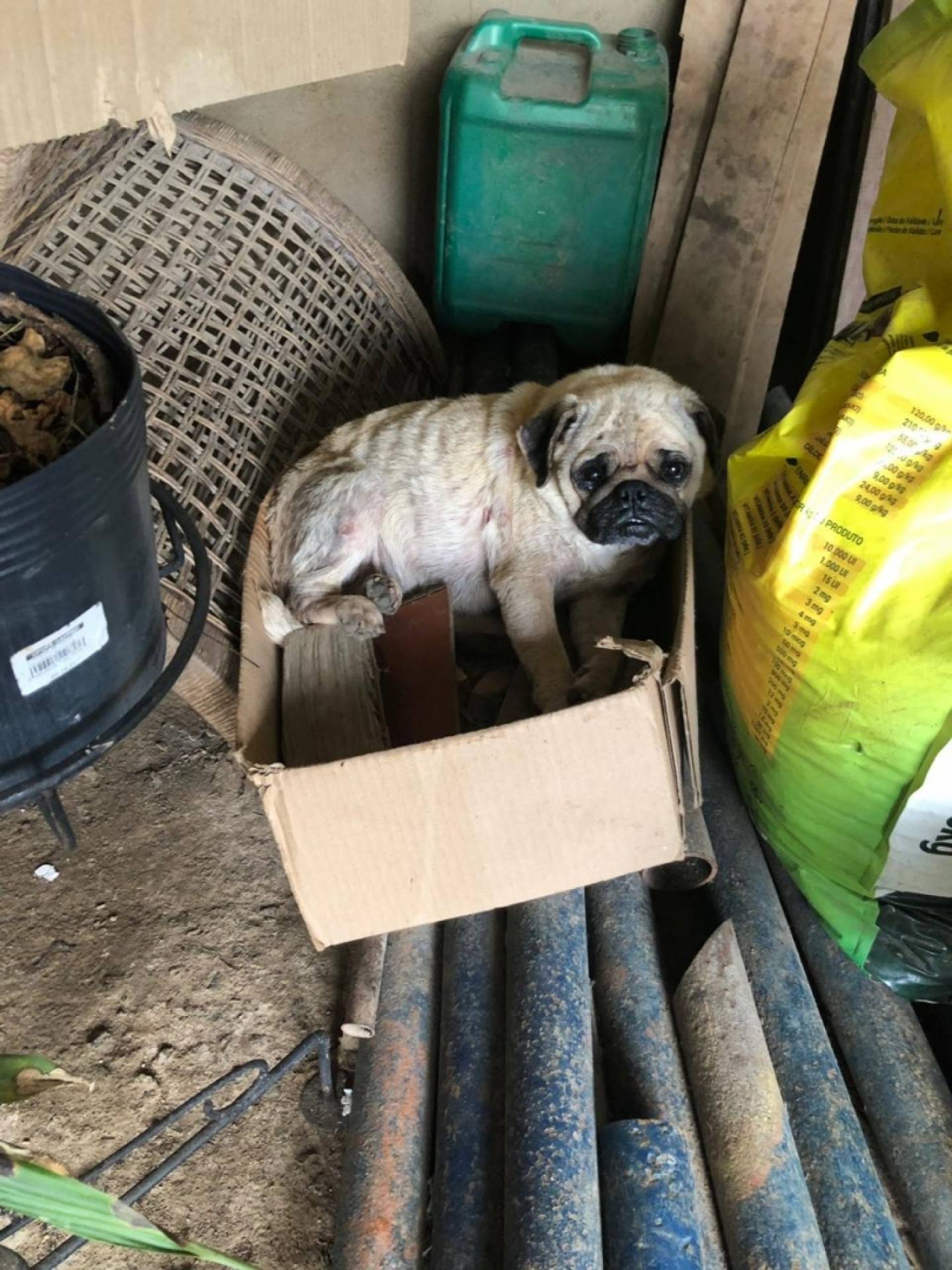 Na resid&ecirc;ncia do homem foram encontrados 44 c&atilde;es de diversas ra&ccedil;as com les&otilde;es de pele, &uacute;lceras de c&oacute;rnea e com pulgas