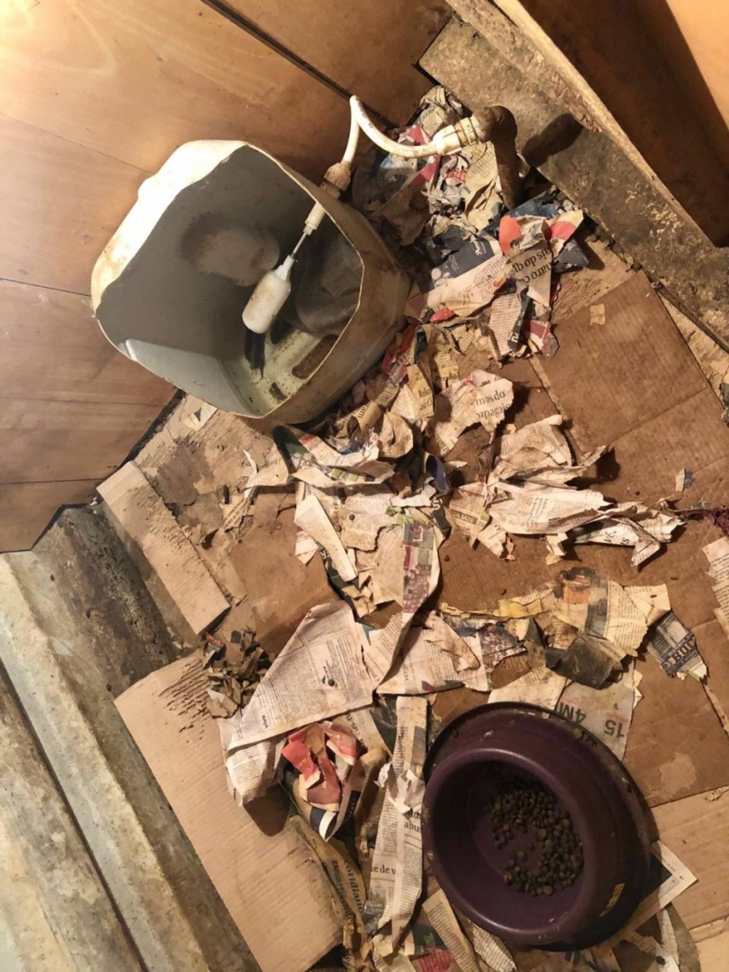 Na residência do homem foram encontrados 44 cães de diversas raças com lesões de pele, úlceras de córnea e com pulgas