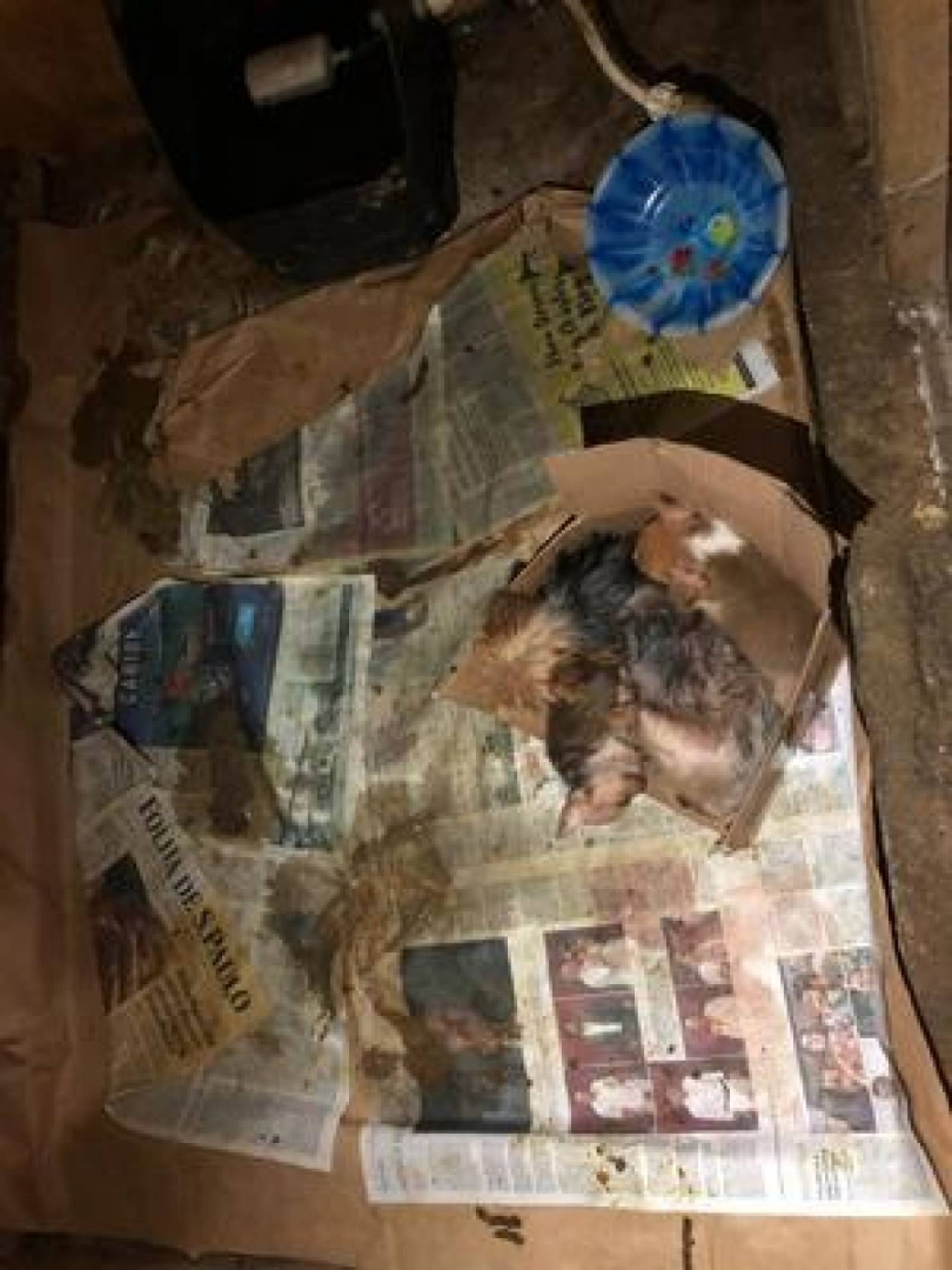 Animais estavam dentro de um espaço em péssimas condições de higiene, sujo, sem luz e sem sol