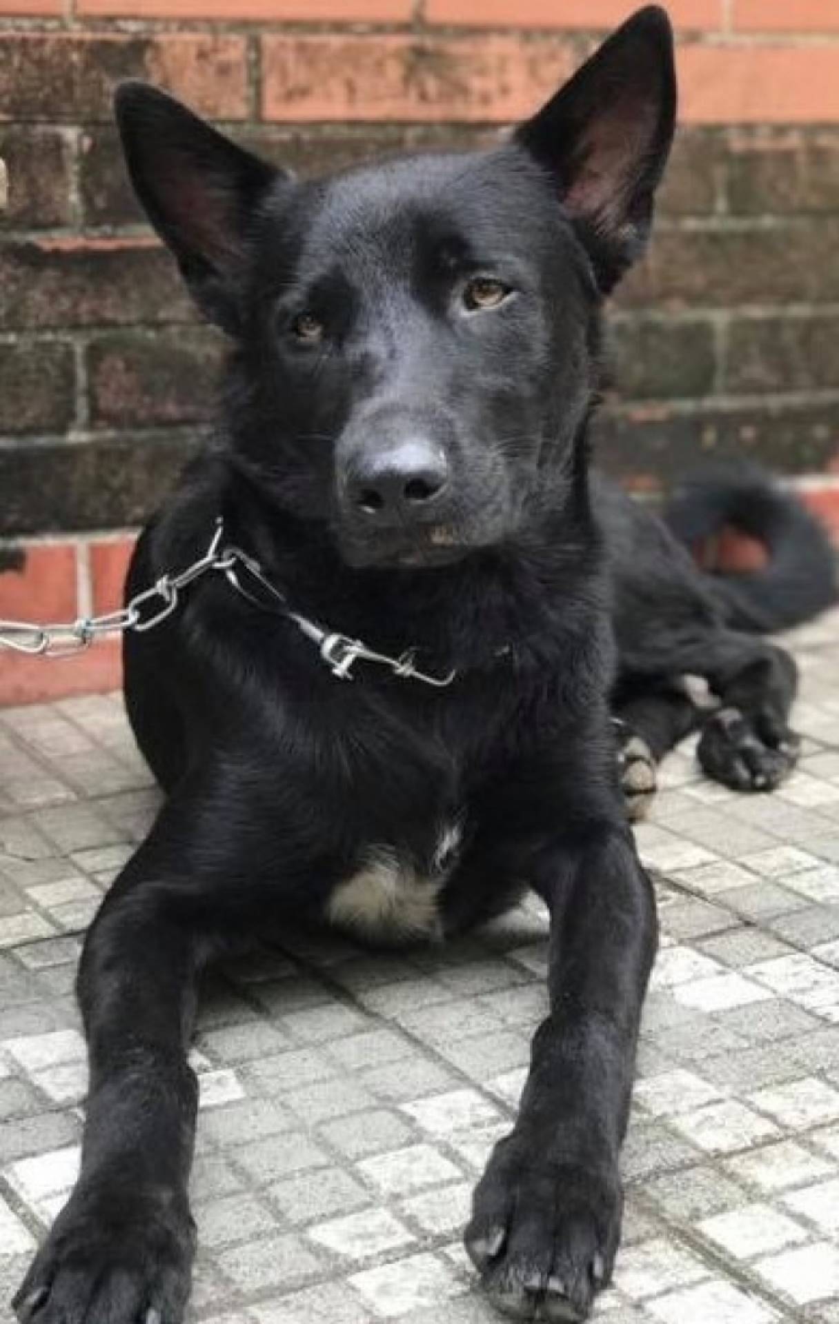 "Clark Kent´, apelido dado pelo estudante Maurício Soares, que o adotou, está se recuperando do trauma e da fratura numa das patas