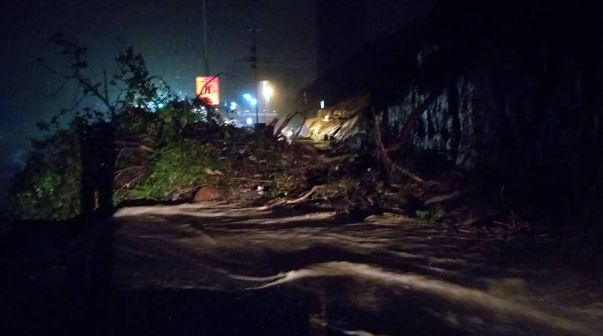 Queda de árvore na Niemeyer