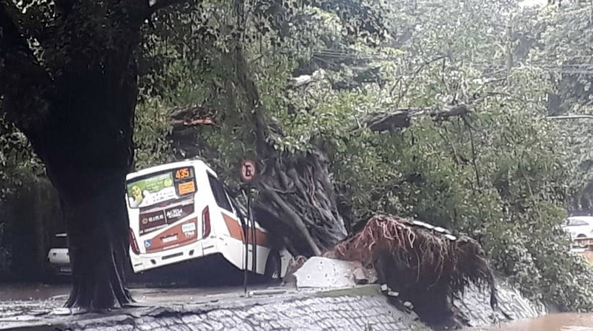 Árvore atingiu um ônibus na Avenida Visconde de Albuquerque, no Leblon