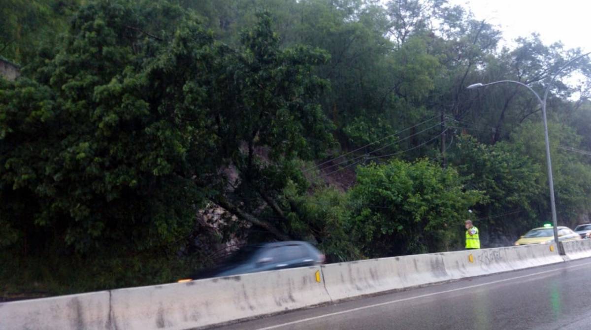 Árvore caiu na Grajaú-Jacarepaguá